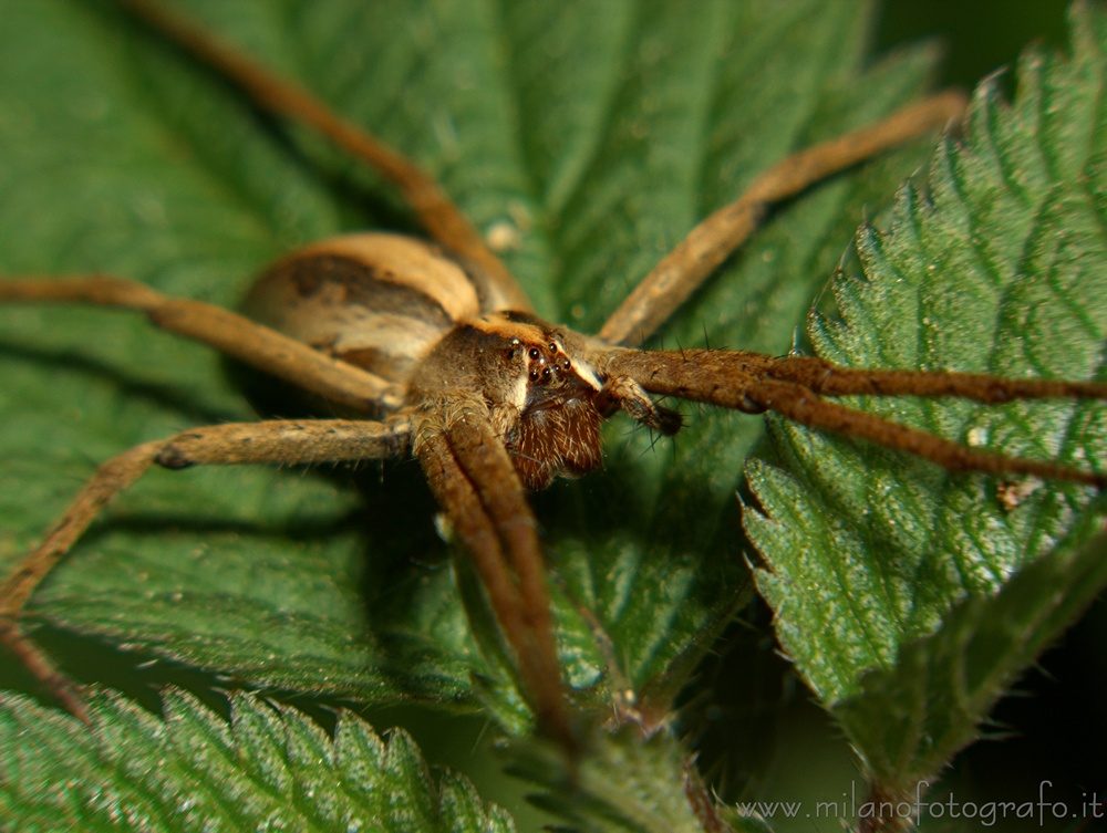 Rosazza (Biella, Italy) - Pisaura mirabilis